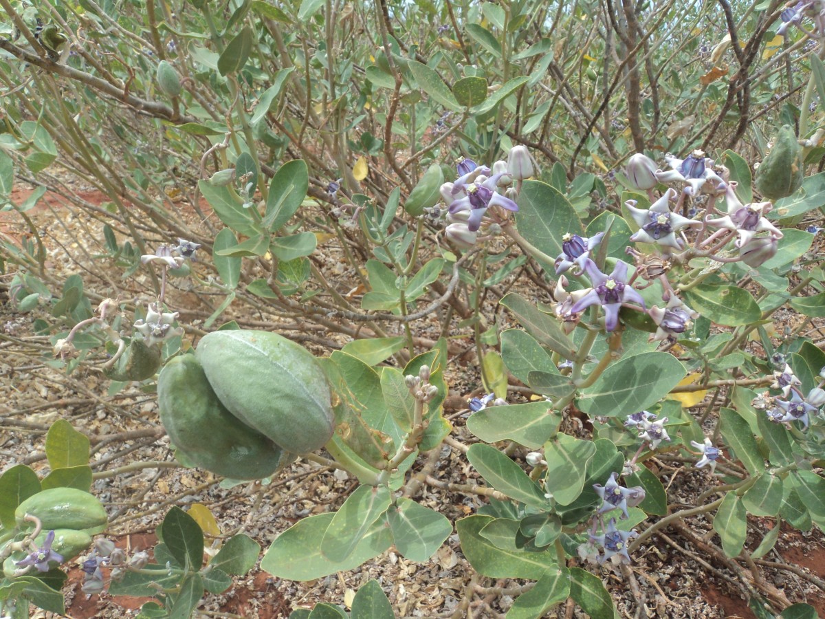 Calotropis gigantea (L.) W.T.Aiton